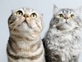 Spil Søde katte jigsaw puslespil online