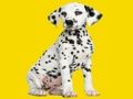 Spil Phantom Pups puslespil  online