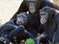 Spil Sjov Chimpanse Jungle Escape  online