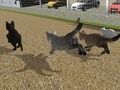 Spil Kør Cat Cat Race  online