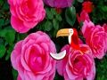 Spil Ædel Rose Escape  online