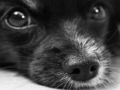 Spil Hundestiksav  online