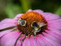 Spil Lilla Coneflower stiksav  online