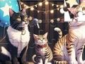 Spil Jigsaw Puzzle: Syngende kat  online