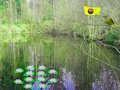 Spil Sunlight Forest Adventure online