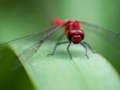 Spil Dragon Fly stiksav  online