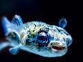 Spil Puffer Fish Jigsaw online
