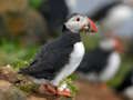 Spil Puffin Bird stiksav  online