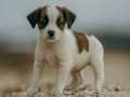 Spil Jack Russell Jigsaw online