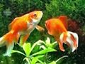 Spil Blue Fish Escape online
