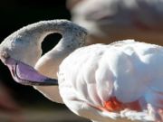 Spil Flamingo fugl stiksav  online