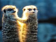 Spil Meerkat -par Jigsaw  online