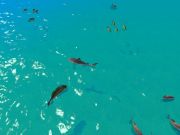 Spil Hungry Shark Hunt online