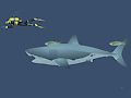 Spil Mad Shark online Spil Mad Shark online