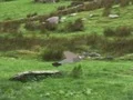 Spil Pigeons Hunting online