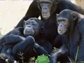 Spil Funny Chimpanzee Jungle Escape online