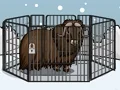 Spil Rescue The Musk Ox online