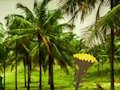 Spil Escape From Coconut Land online