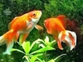Spil Blue Fish Escape online