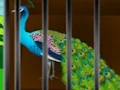 Spil Liberate the Caged Beauty online