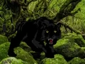 Spil Escape from Black Panther Forest online