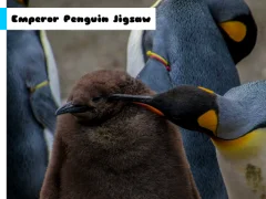 Spil Emperor Penguin Jigsaw online