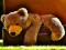 Spil Plush Teddy Bear online