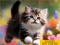 Spil Puzzle Sliding Kittens online