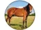 Spil Animal Quiz online