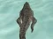 Spil Crocodile Simulator Beach Hunt online