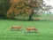 Spil Hunted Fox online