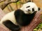 Spil Animal Differences online
