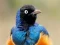 Spil Animal Puzzle: Wildlife & Logic online