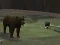 Spil Bear Den online