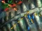 Spil Fishing King online