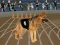 Spil Crazy Dog Racing Fever online