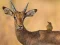 Spil Wild Deer Jigsaw online