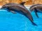 Spil Sea Dolphin Jigsaw online