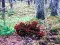 Spil Bernati Forest Adventure online