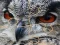 Spil Wild owl Jigsaw online