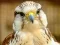 Spil Gyrfalcon Jigsaw online