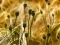 Spil Poppy Bud Jigsaw online