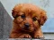 Spil Puppy Puzzle online