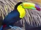 Spil Toucan Bird Jigsaw online