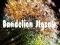 Spil Dandelion Jigsaw online