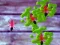Spil Smash Ants online