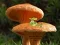 Spil Mushroom Plant Land Escape online