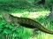 Spil Lizard Forest Escape online