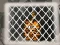 Spil Tiger Escape 1 online