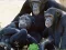 Spil Funny Chimpanzee Jungle Escape online